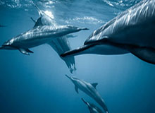 118图库-读图指南-核对来源，118图118库彩色厍图印刷图